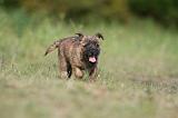 CAIRN TERRIER 528